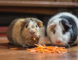 2 важных этапа пищеварения, о которых мы забываем
